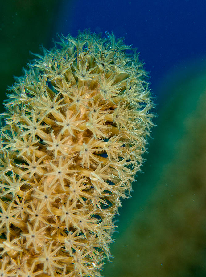 Underwater Gorgonian Photograph by Jean Noren