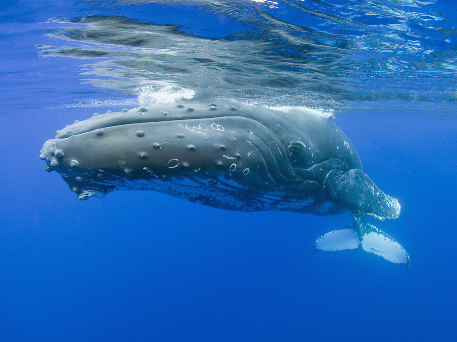 Underwater Humpback Whale Photograph by M Swiet Productions - Pixels