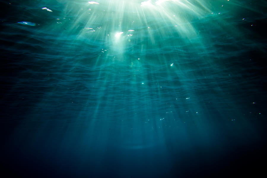 Underwater Landscape Photograph by Reilly Wardrope