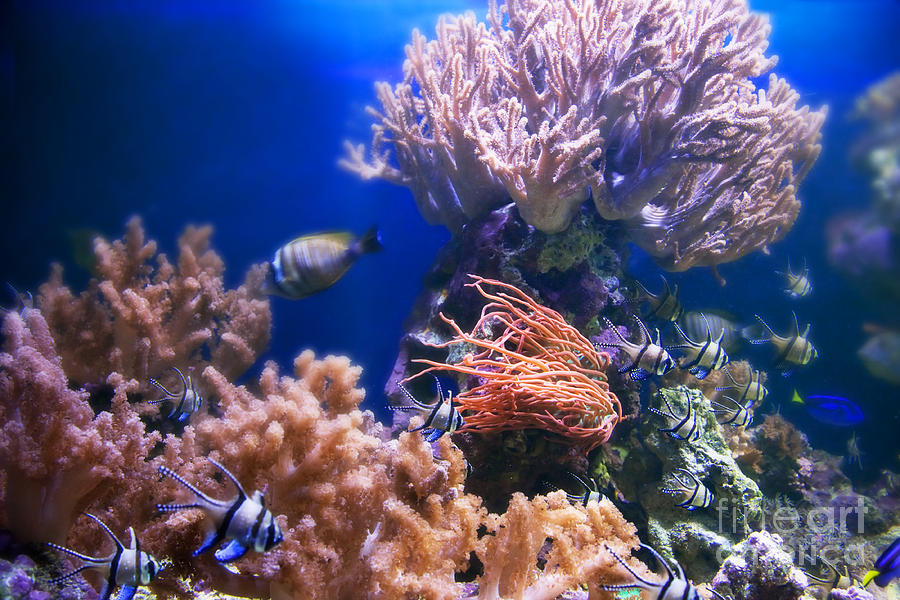 Underwater Life Photograph
