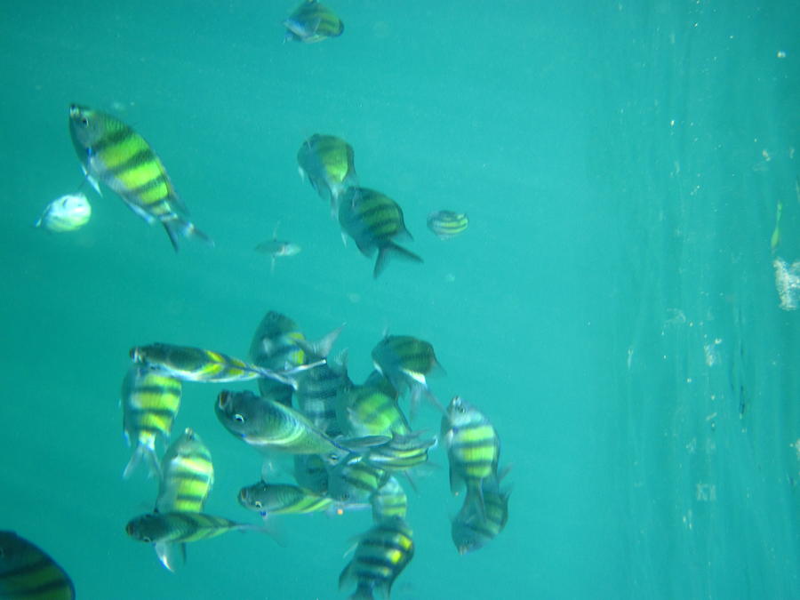 Fish Photograph - Underwater - Long Boat Tour - Phi Phi Island - 011315 by DC Photographer