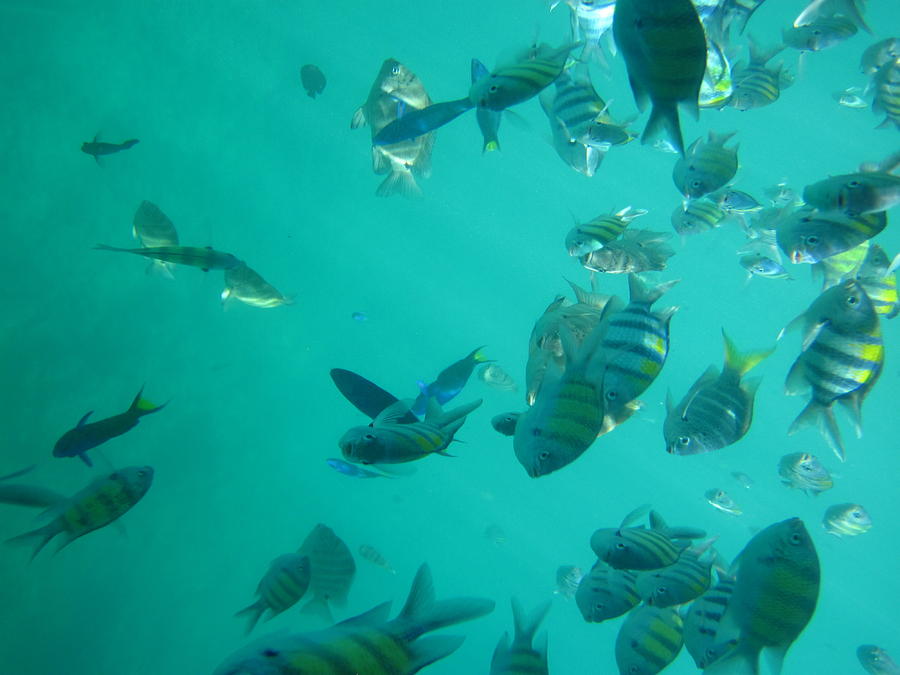 Fish Photograph - Underwater - Long Boat Tour - Phi Phi Island - 011316 by DC Photographer