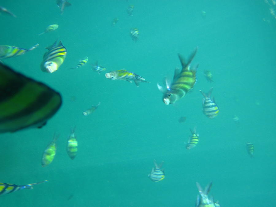 Fish Photograph - Underwater - Long Boat Tour - Phi Phi Island - 011319 by DC Photographer