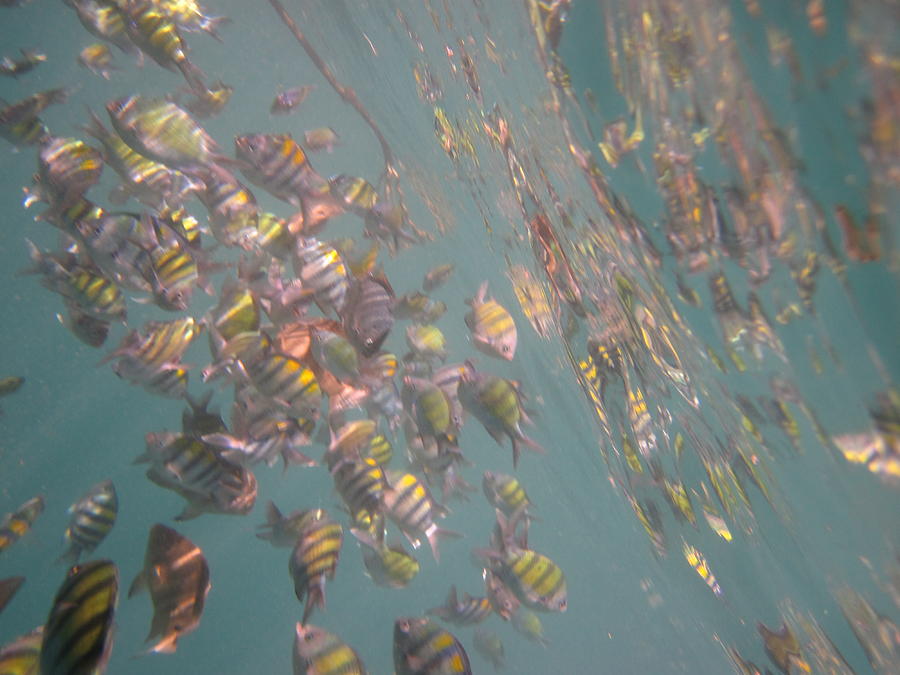 Fish Photograph - Underwater - Long Boat Tour - Phi Phi Island - 011322 by DC Photographer
