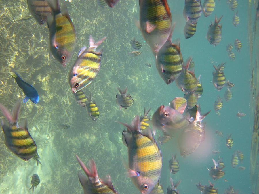 Fish Photograph - Underwater - Long Boat Tour - Phi Phi Island - 011327 by DC Photographer