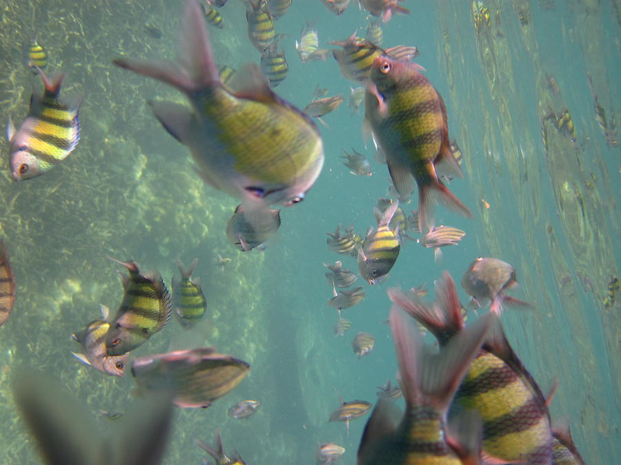 Fish Photograph - Underwater - Long Boat Tour - Phi Phi Island - 011328 by DC Photographer