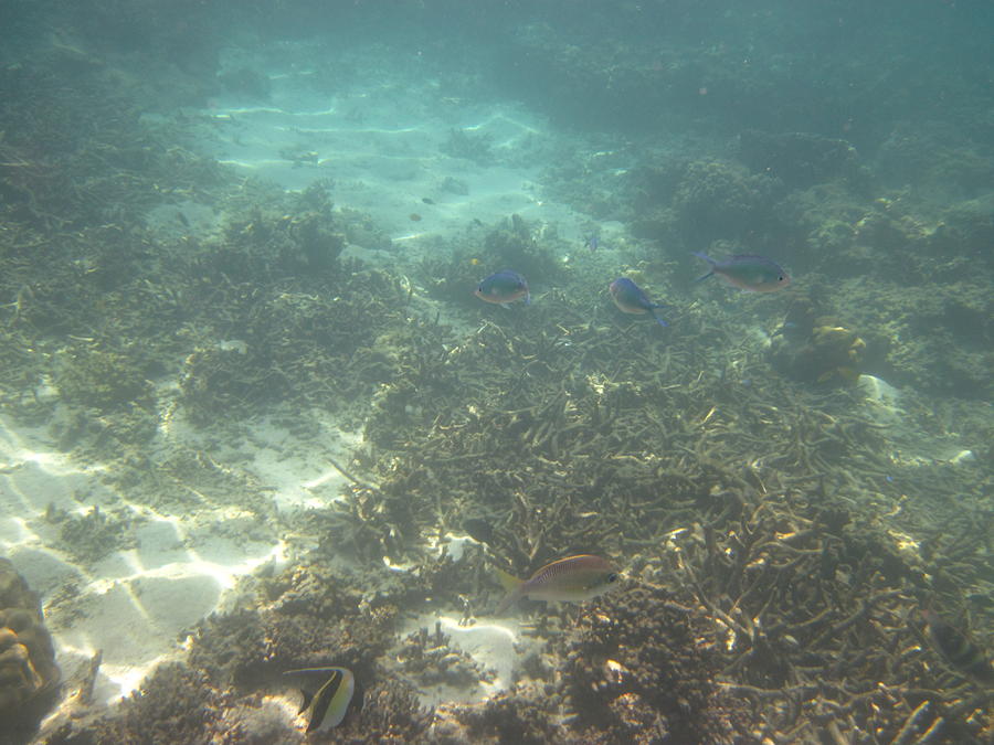 Fish Photograph - Underwater - Long Boat Tour - Phi Phi Island - 011378 by DC Photographer