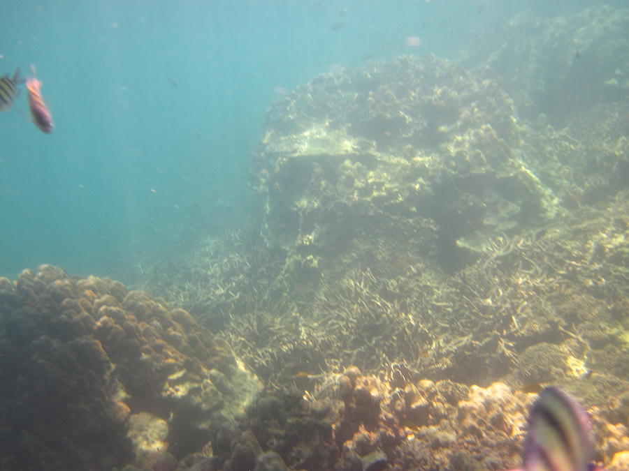 Underwater - Long Boat Tour - Phi Phi Island - 011381 Photograph by DC Photographer