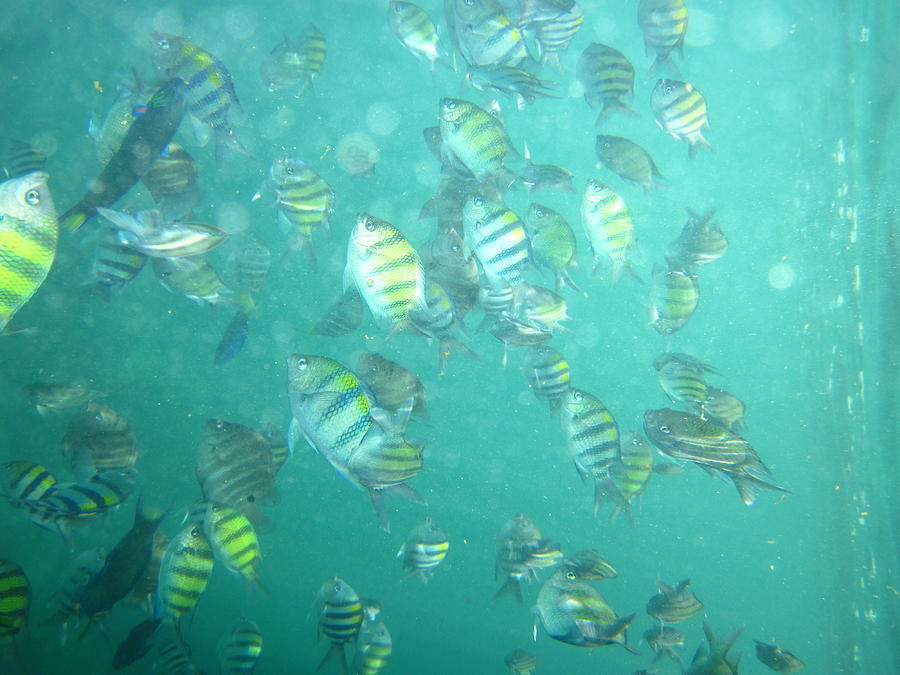 Fish Photograph - Underwater - Long Boat Tour - Phi Phi Island - 01139 by DC Photographer