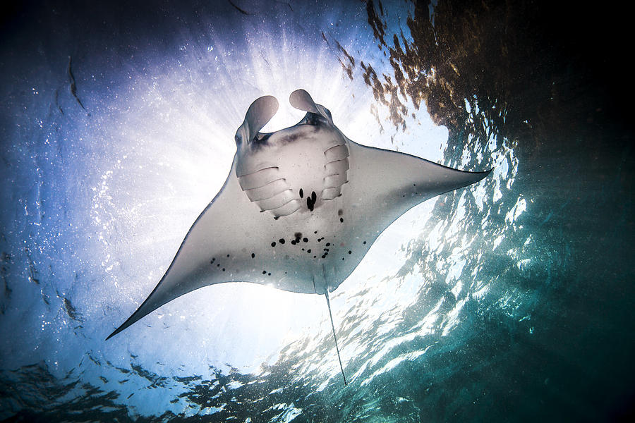 Underwater low angle view of Manta Ray (manta alfredi) feeding at ocean surface, Bali, Indonesia Photograph by Steve Woods Photography
