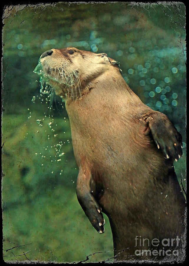 Underwater Otter - Digital Painting Photograph by Carol Groenen