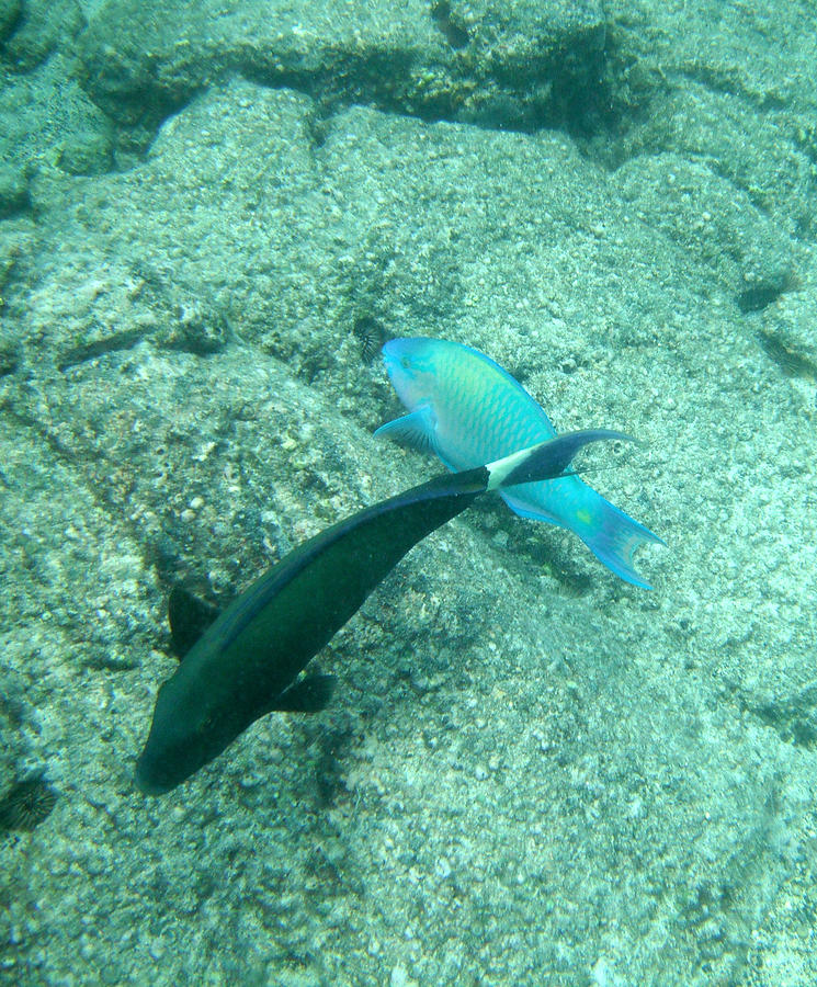Underwater Pair Photograph by Karen Nicholson