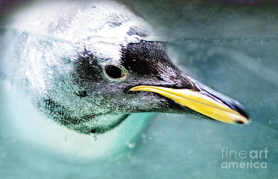 Underwater Penguin Photograph by Pam  Holdsworth
