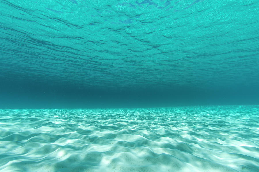 Underwater Photograph Of A Textured Photograph by James White - Pixels