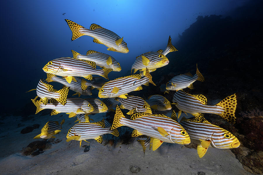 Fish Photograph - Underwater Photography-indian Ocean Sweetlips by Barathieu Gabriel