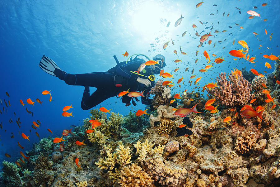 Underwater  Scuba diver explore and enjoy  Coral reef  Sea life Photograph by Ultramarinfoto