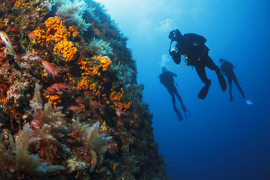 Underwater  Scuba divers enjoy  Explore  reef   Sea life  Sea sponge Photograph by Ultramarinfoto