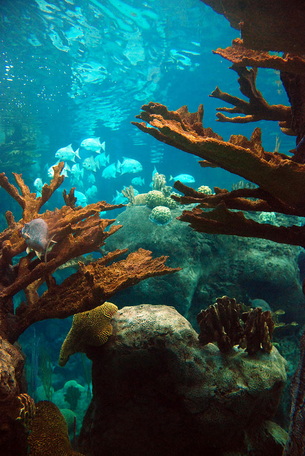 Underwater Seascape Photograph