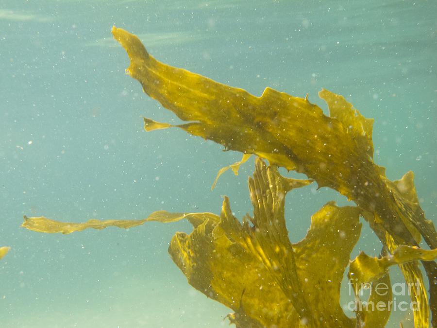 Kelp Plant