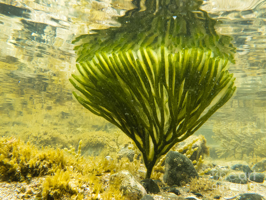 Underwater Shot Of Seaweed Plant Surface Reflected Photograph By Stephan Pietzko Pixels 