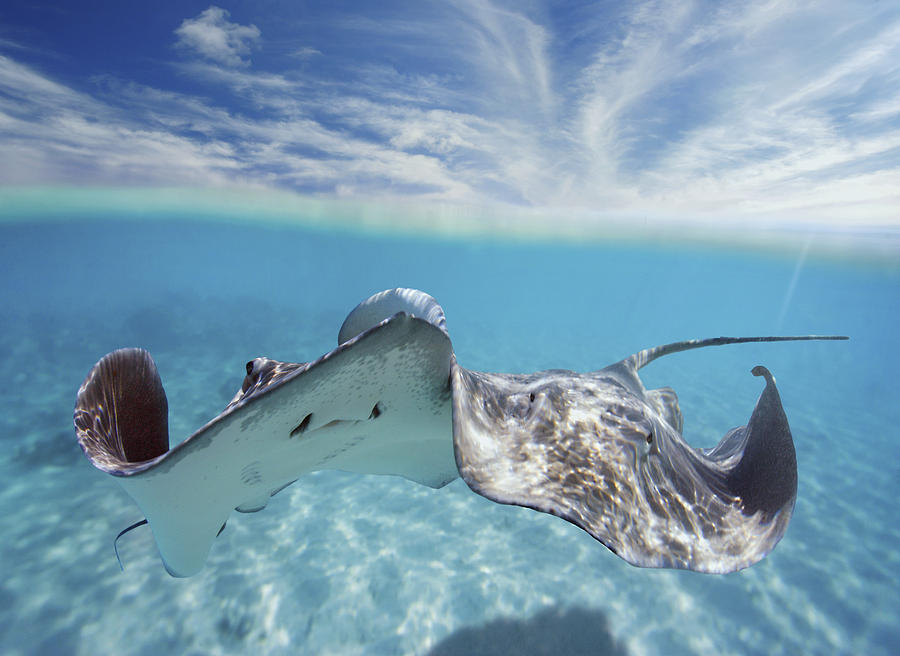 stingray underwater glider