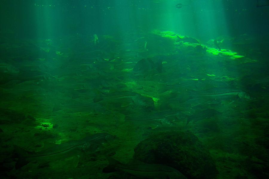 Underwater Sunlight Photograph by Richard Zentner