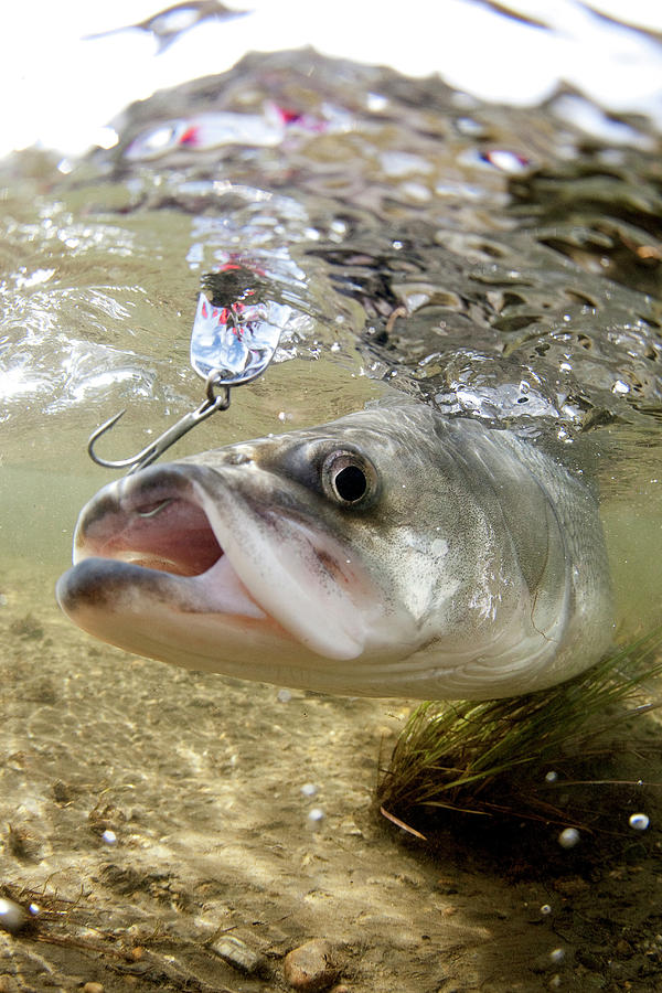 Underwater View Of A Fish With A Hook Photograph by Trevor Clark | Fine ...