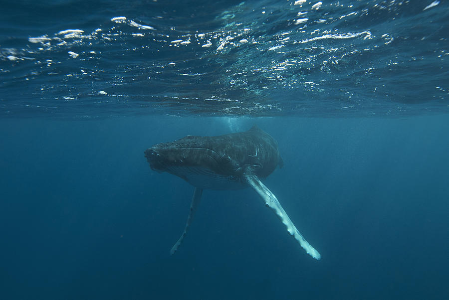 Underwater View Of A Humpback Whale Photograph by Tom Soucek