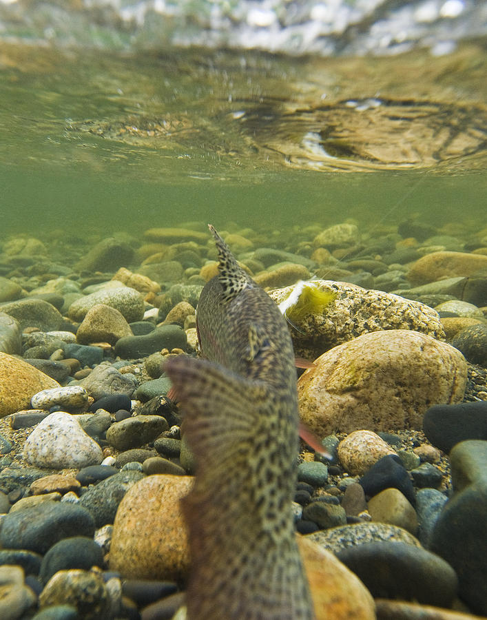 trout swimming underwater