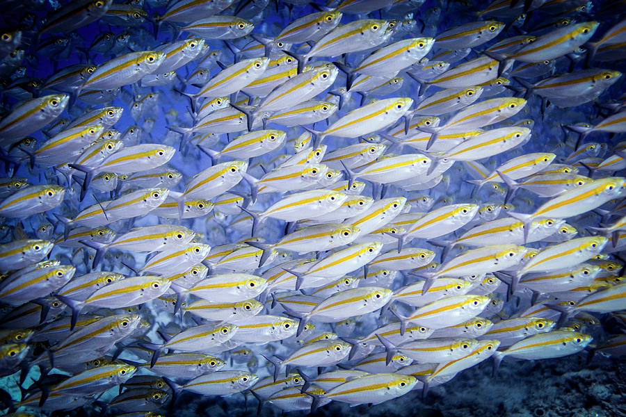 Underwater View Of School Of Photograph by Steve Woods Photography