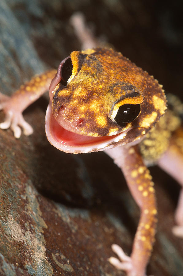 Underwoods Gecko Photograph by Steve Cooper