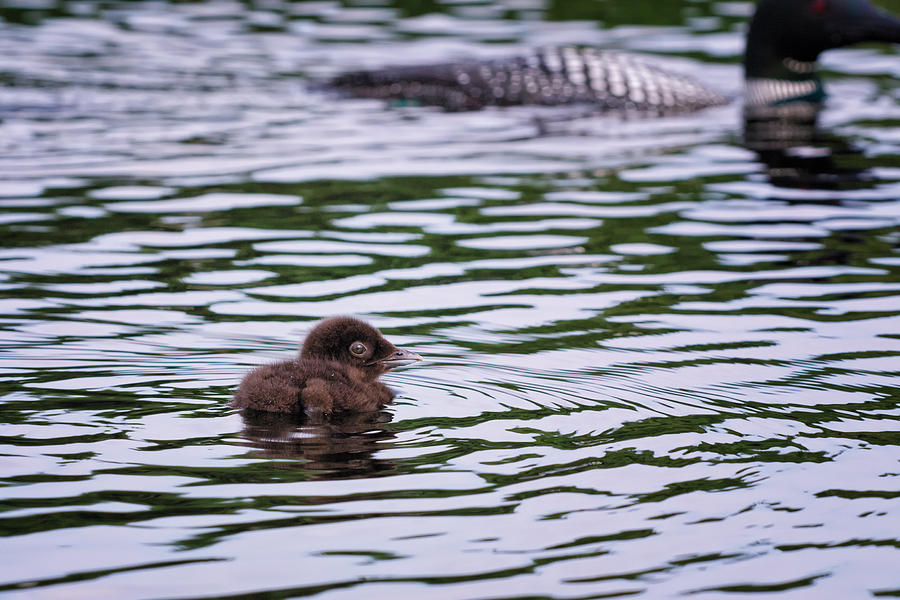 Under A Watchfull Eye Loon Chick And Adult Photograph by Jeff Sinon