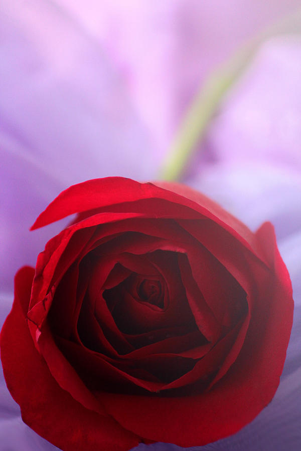 Rose Photograph - Undying Love by The Art Of Marilyn Ridoutt-Greene