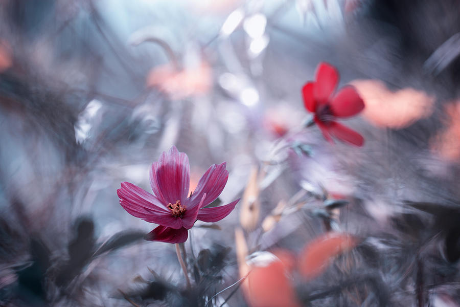 Une Autre Fleur, Une Autre Histoire Photograph by Artistname