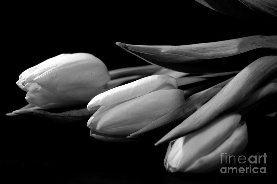 Tulip Photograph - Une Histoire dAmour by Corinne Johnston