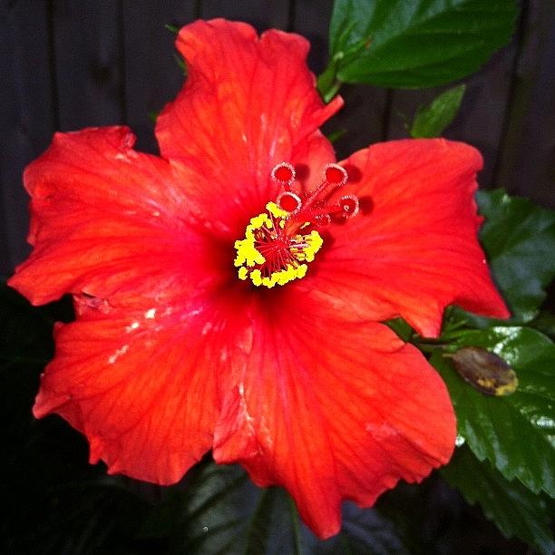 Flowers Still Life Photograph - #unedited #red #hibiscus #flower In The by Jeff Jordan