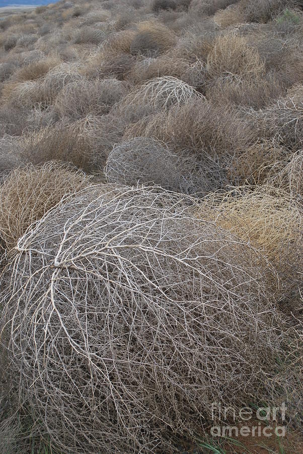 Unending Tumbleweeds Number One Vertical Photograph by Heather Kirk
