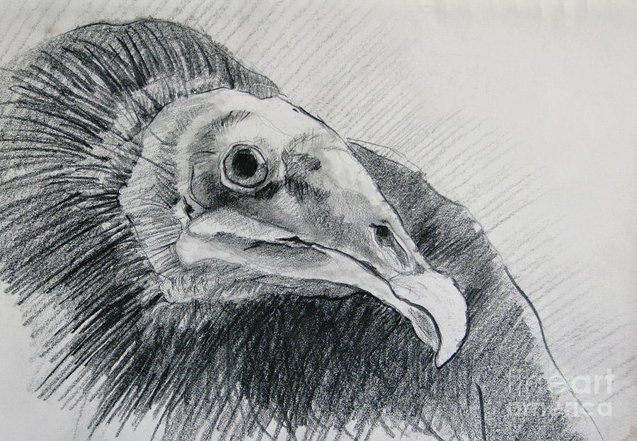 Vulture Drawing - Unexpected Model by Rory Siegel
