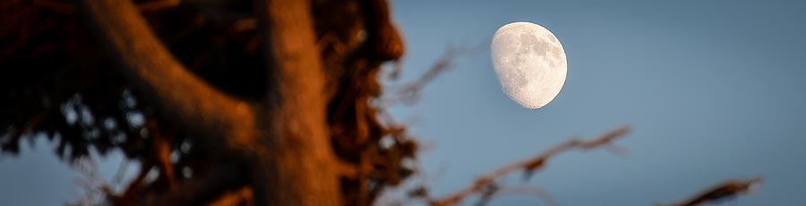 Unfinished Moon in the Arms of a Tree Photograph by Ronda Broatch