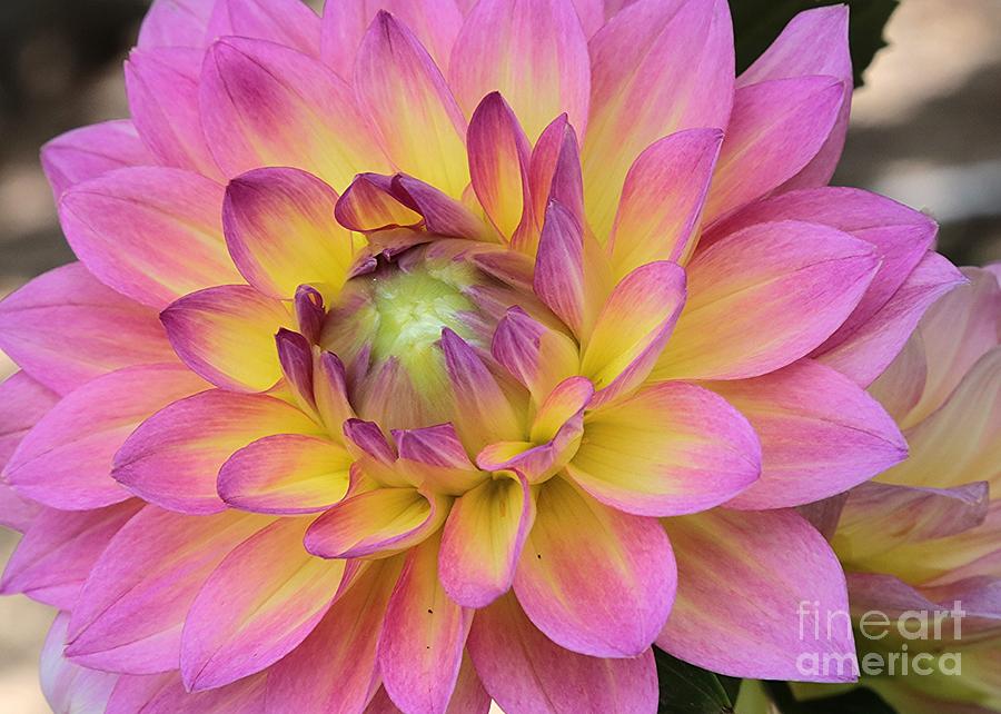 Flower Photograph - Unfolding Dahlia by Carol Groenen
