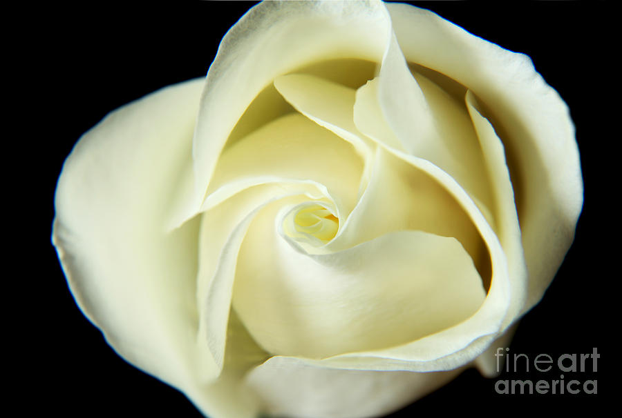Unfolding White Rose Photograph by Eden Baed