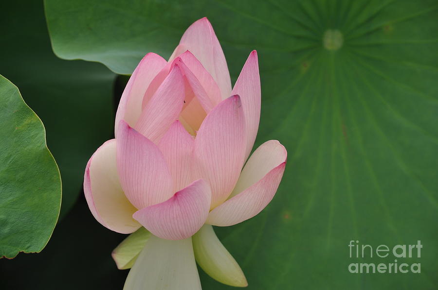 Unfolding Lotus Photograph by Nona Kumah