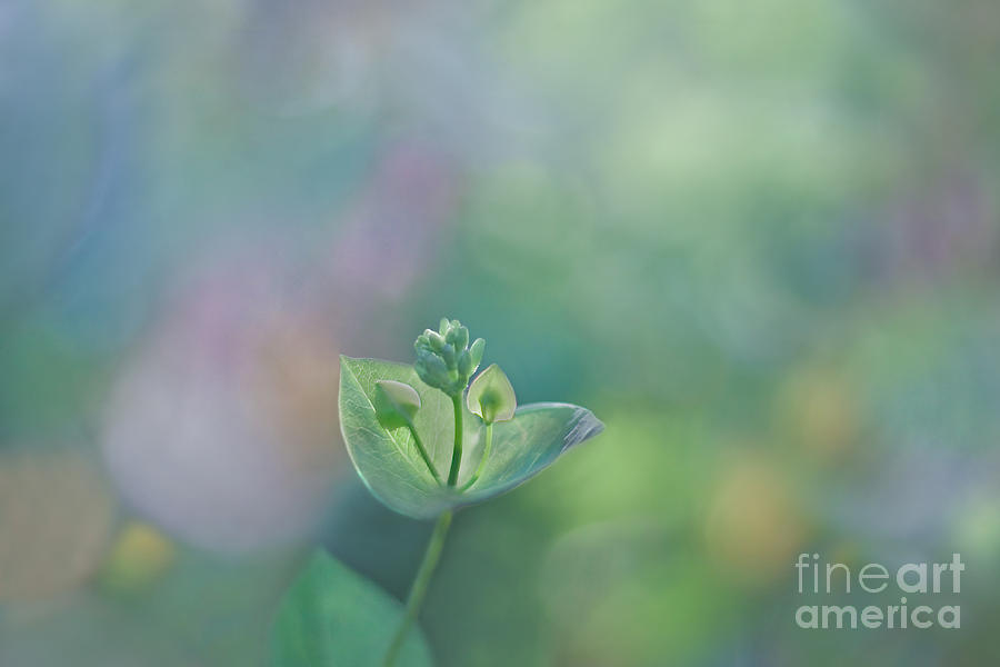 Spring Photograph - Unfolding to life by Maria Ismanah Schulze-Vorberg