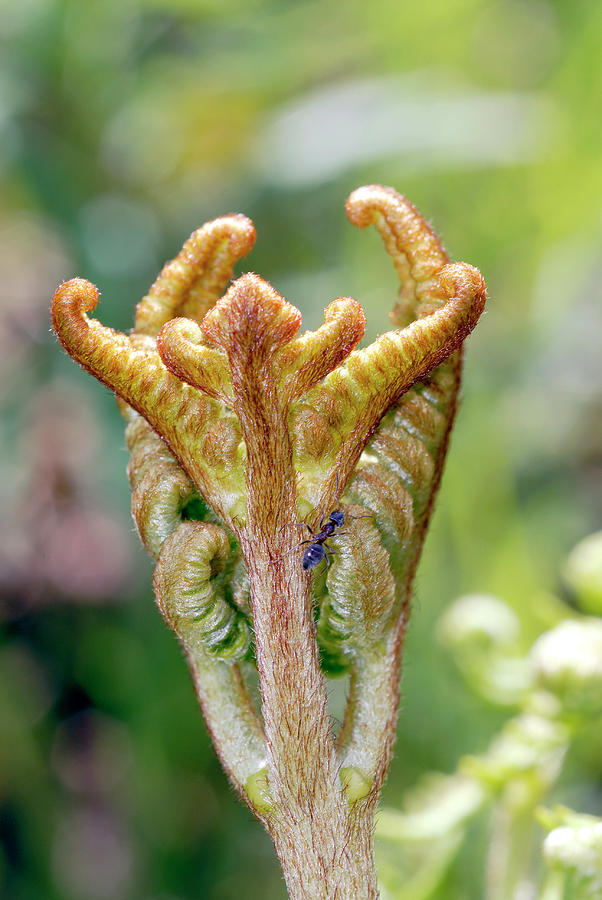 Unfurling Bracken Frond (pteridium Sp.) Photograph by Sinclair Stammers ...