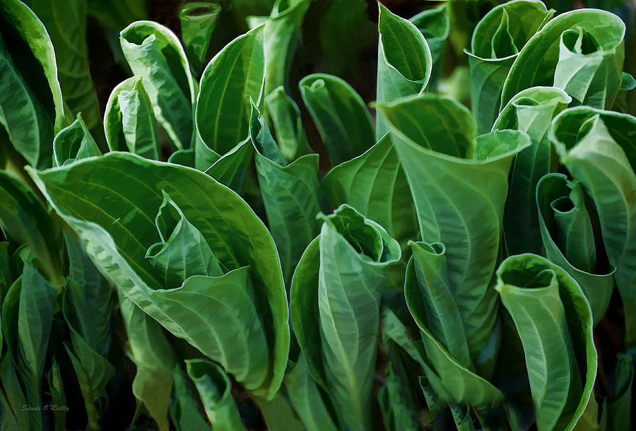 Unfurling Of The Hosta Photograph by Sandi OReilly