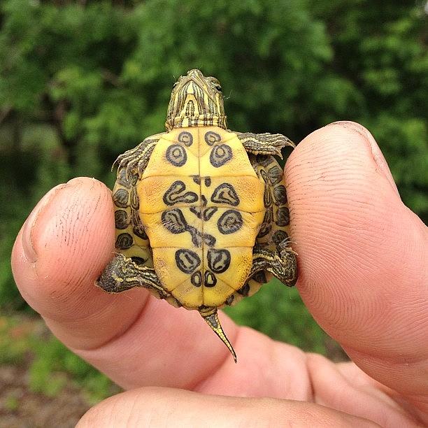 Turtle Photograph - Unhand me by Katie Cupcakes