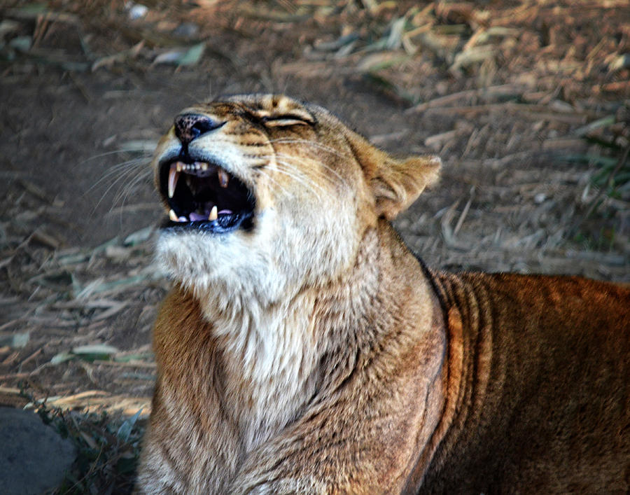 Unhappy Lioness Photograph by Maggy Marsh