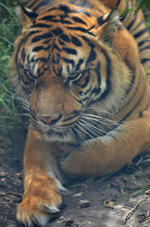 Tiger Photograph - Unhappy Tiger by Maggy Marsh
