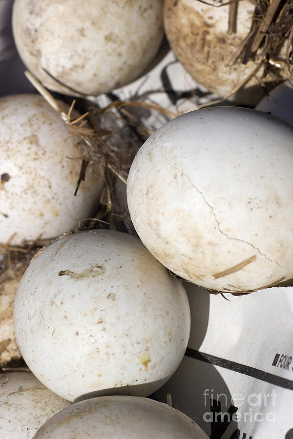 Unhatched Duck Eggs Photograph by Linda Freshwaters Arndt