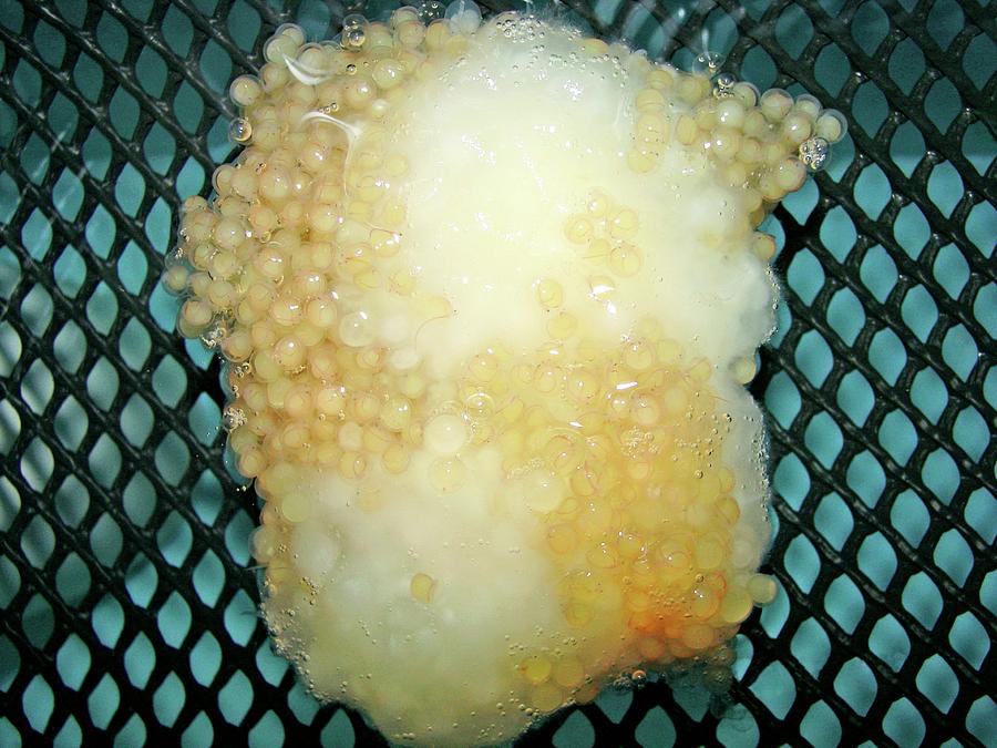 Unhealthy Catfish Eggs Photograph by Stephen Ausmus/us Department Of Agriculture/science Photo Library